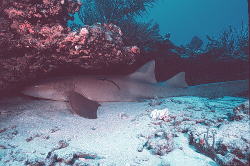 Shark Photo