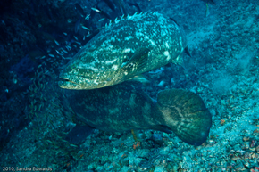  Jawfish