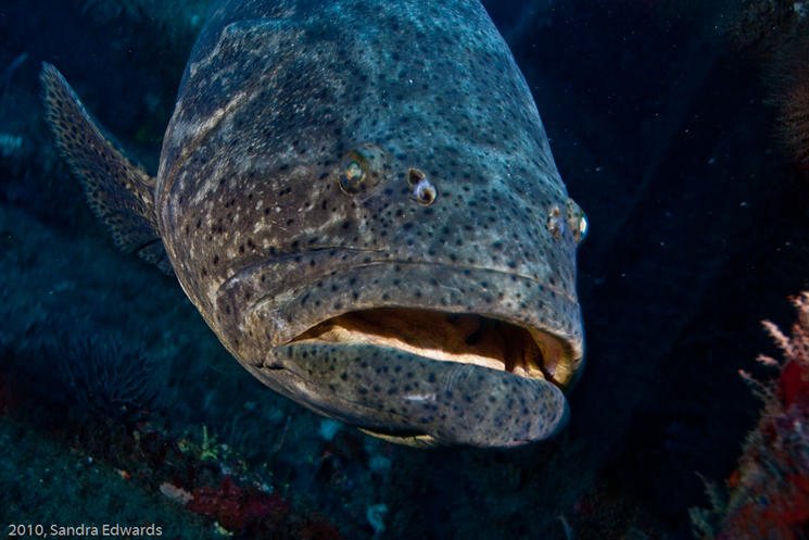 Jewfish