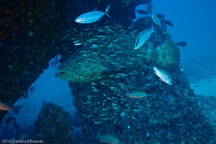 Jewfish