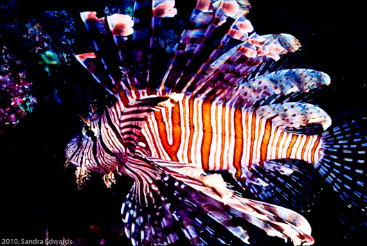 Lionfish Derbies