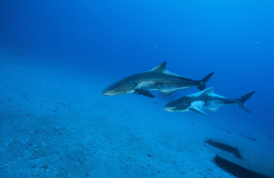 Diving in your zone