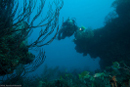 Diving in your zone