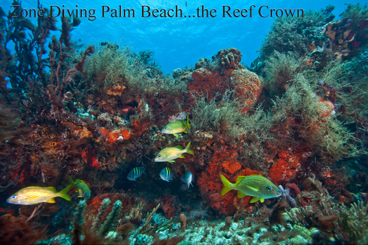 Diving in your zone