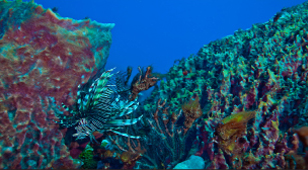 Diving in your zone