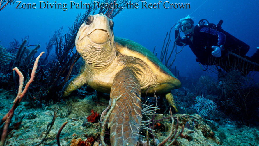 Diving in your zone
