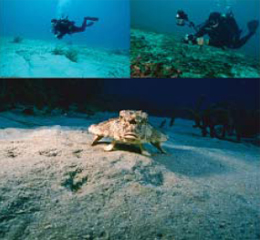 Diving in your zone