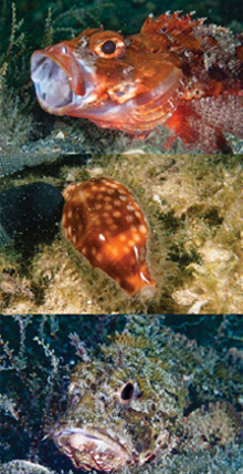 Diving in your zone