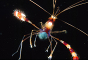 Finding Your Dive Issue