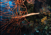 Finding Your Dive Issue