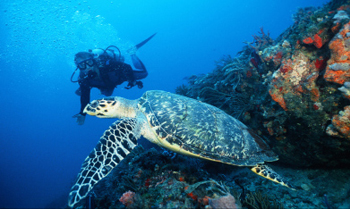 Finding Your Dive Issue