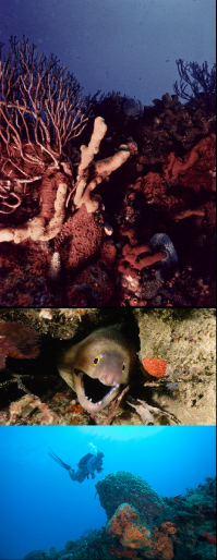 Finding Your Dive Issue