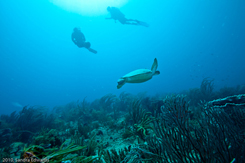 why you need to dive