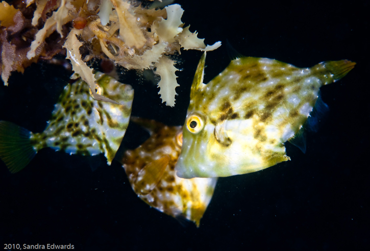 why you need to dive