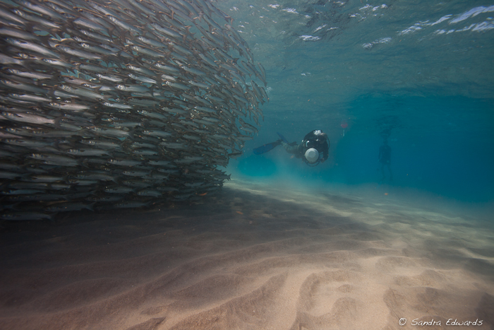 Feel Migrations to South Florida while Diving Palm Beach