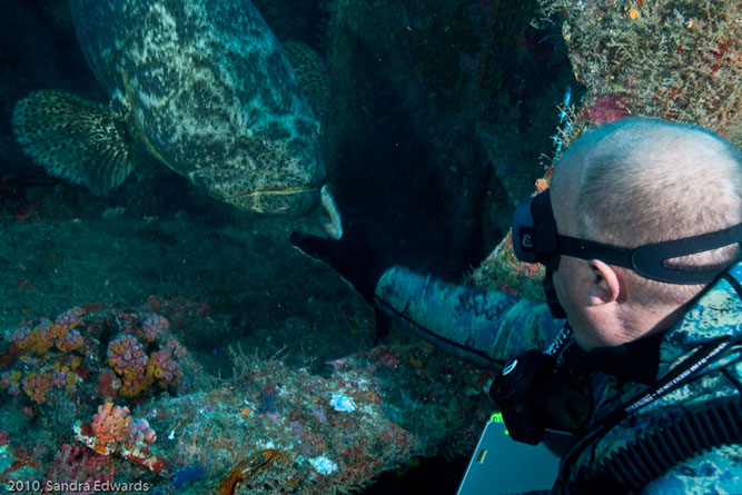 Planning your Goliath Grouper Trip