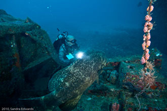 Planning your Goliath Grouper Trip