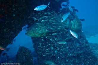 Planning your Goliath Grouper Trip