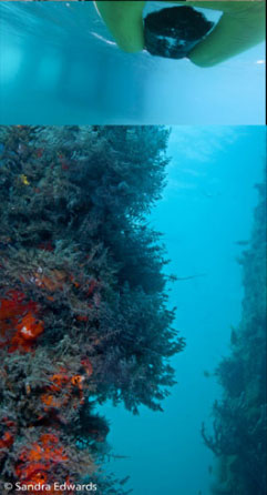 Tooka Diving