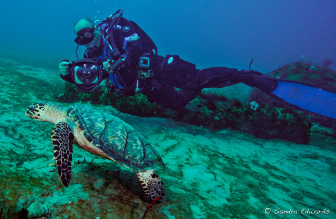 Summer of the Sea Turtle