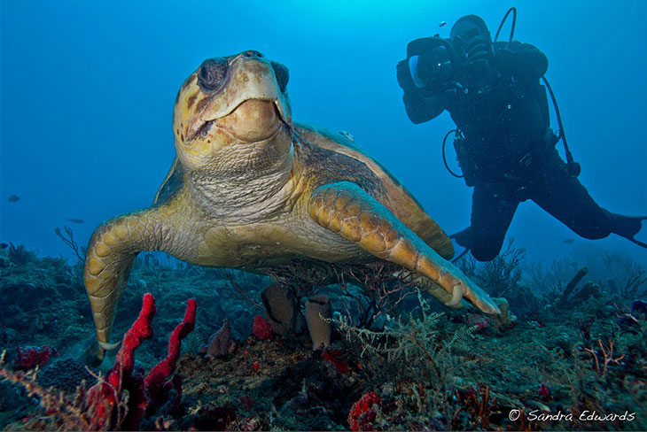 Summer of the Sea Turtle