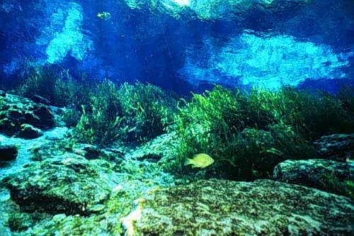 ginnie springs scuba