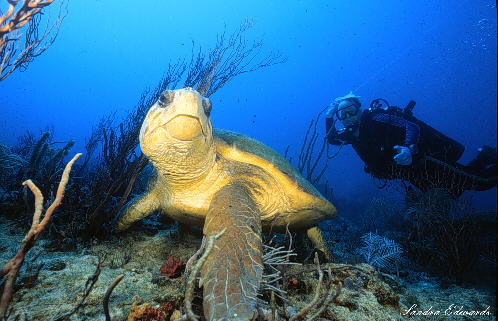 Turtle Photo